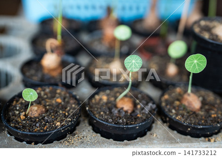 Stephania erecta plants in pots in garden store in Chatuchak market, Bangkok, Thailand. Caudex plant Stephania erecta plants in pots in garden store in Chatuchak market, Bangkok, Thailand. Caudex plant 141733212