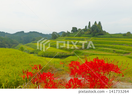 Terraced rice fields and spider lilies (Taketa City, Oita Prefecture) Terraced rice fields and spider lilies (Taketa City, Oita Prefecture) 141733264