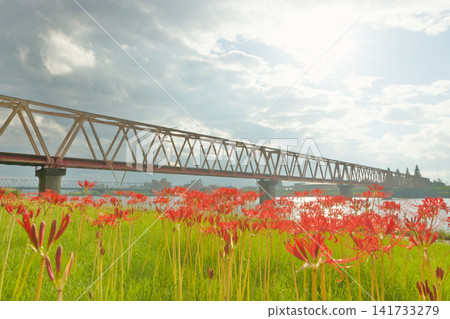鐵軌（鐵路橋）和彼岸花（大分縣大分市） 141733279