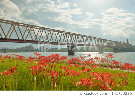 鐵軌（鐵路橋）和彼岸花（大分縣大分市） 141733280