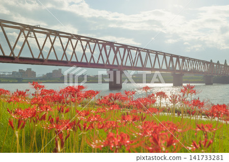 鐵軌(鐵路橋)和彼岸花(大分縣大分市) 鐵軌(鐵路橋)和彼岸花(大分縣大分市) 141733281