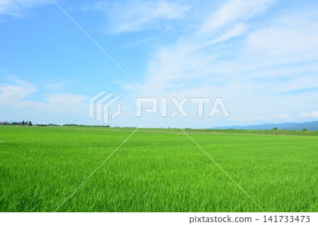 A vast expanse of green in the summer countryside A vast expanse of green in the summer countryside 141733473
