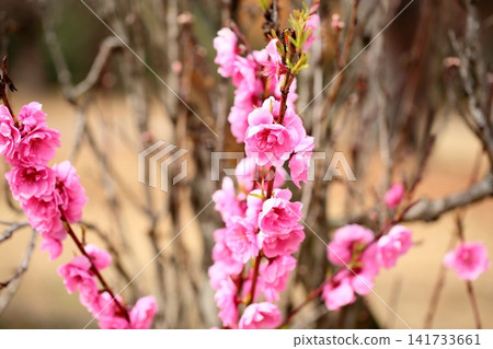 Early spring flower: Peach blossom Early spring flower: Peach blossom 141733661
