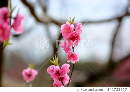 早春花卉:可愛的桃花 早春花卉:可愛的桃花 141733857