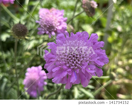 Blossom Pincushion flower (Scabiosa) Blossom Pincushion flower (Scabiosa) 141734152