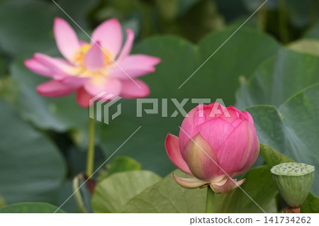 Lotus at Mizumoto Park Lotus at Mizumoto Park 141734262