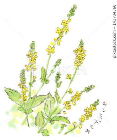 水彩畫描繪了金雞菊，一種從夏季到秋季開花的植物。 141734366