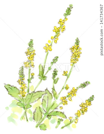 水彩畫描繪了金雞菊，一種從夏季到秋季開花的植物。 141734367