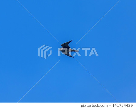A young peregrine falcon soars gracefully through the blue sky, showcasing the beautiful sight of a bird of prey. A young peregrine falcon soars gracefully through the blue sky, showcasing the beautiful sight of a bird of prey. 141734429