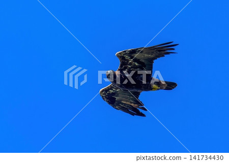 A golden eagle soars majestically through the clear blue sky, showcasing the flight of a bird of prey and the raw power of nature. A golden eagle soars majestically through the clear blue sky, showcasing the flight of a bird of prey and the raw power of nature. 141734430