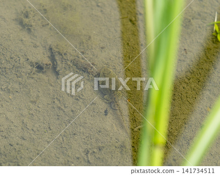 有後腿的稻田蝌蚪 有後腿的稻田蝌蚪 141734511