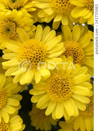 Yellow chrysanthemum flower Yellow chrysanthemum flower 141735063