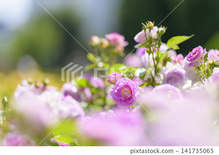Rose garden in full bloom (Odori Sun Garden) Rose garden in full bloom (Odori Sun Garden) 141735065