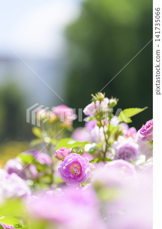 Rose garden in full bloom (Odori Sun Garden) Rose garden in full bloom (Odori Sun Garden) 141735066