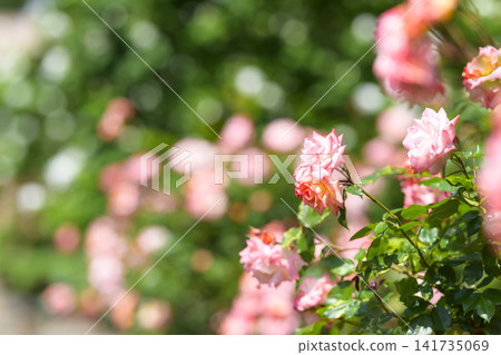 Rose garden in full bloom (Odori Sun Garden) Rose garden in full bloom (Odori Sun Garden) 141735069