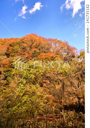 The beautiful scenery of Akashi Valley with its autumn foliage. The beautiful scenery of Akashi Valley with its autumn foliage. 141735182