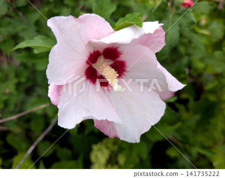 A close-up of a white hibiscus flower with a beautiful red center. 141735222