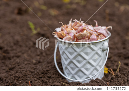 Garlic cloves are stored in small white bucket placed in garden soil, ready for cultivation in late autumn. Concept of sustainable eco friendly homegrown food products Garlic cloves are stored in small white bucket placed in garden soil, ready for cultivation in late autumn. Concept of sustainable eco friendly homegrown food products 141735272
