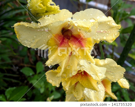 The beauty of yellow gladiolus covered in raindrops The beauty of yellow gladiolus covered in raindrops 141735320