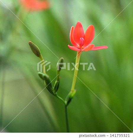 Buds and flowers of the dwarf iris Buds and flowers of the dwarf iris 141735321