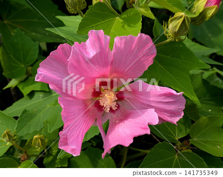 The vibrant pink flowers of the hibiscus shine brightly in the summer sun. The vibrant pink flowers of the hibiscus shine brightly in the summer sun. 141735349