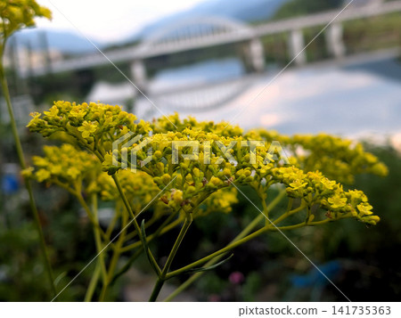 夏日景色,河邊和橋上盛開著帕特尼亞花。 夏日景色,河邊和橋上盛開著帕特尼亞花。 141735363