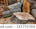 A tree stump with visible annual rings and a felled log. 141735368