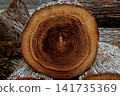 Cross-section of a log showing its annual rings 141735369
