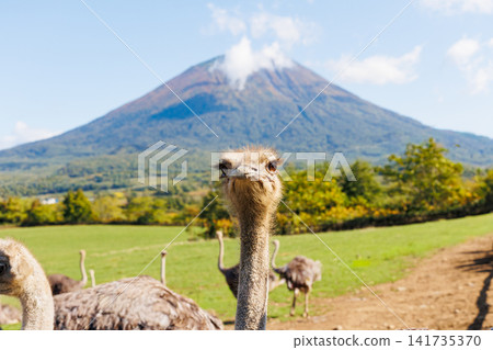 Mount Yotei and ostriches (Autumn in Hokkaido) Mount Yotei and ostriches (Autumn in Hokkaido) 141735370