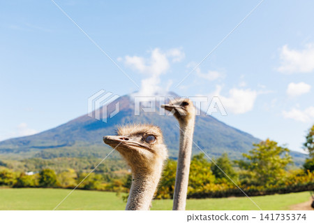 Mount Yotei and ostriches (Autumn in Hokkaido) Mount Yotei and ostriches (Autumn in Hokkaido) 141735374