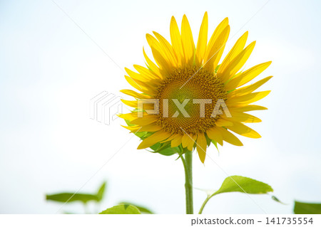 Sunflowers blooming towards the blue sky Sunflowers blooming towards the blue sky 141735554