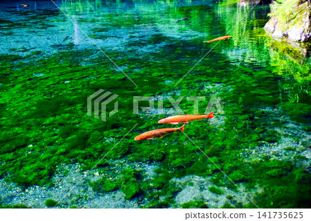 Elegant swimming carp 141735625