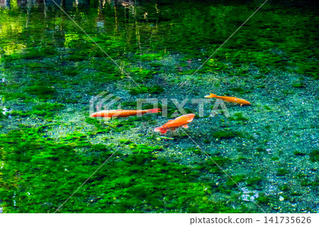 Three carp swimming gracefully Three carp swimming gracefully 141735626