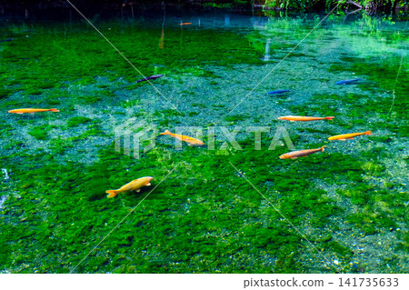 Carp swimming in Benten Pond Carp swimming in Benten Pond 141735633