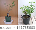 Baobab growth over 9 years: Adansonia digitata Baobab growth over 9 years: Adansonia digitata 141735683