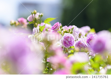 Rose garden in full bloom (Odori Sun Garden) Rose garden in full bloom (Odori Sun Garden) 141735761