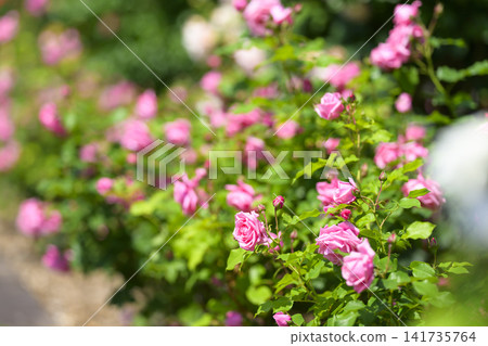 Rose garden in full bloom (Odori Sun Garden) Rose garden in full bloom (Odori Sun Garden) 141735764