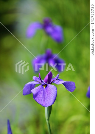 虹膜虹膜在Suigetsu公園 虹膜虹膜在Suigetsu公園 141735789