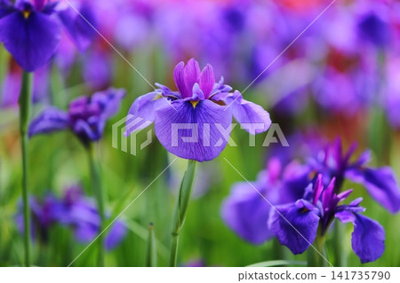虹膜虹膜在Suigetsu公園 虹膜虹膜在Suigetsu公園 141735790