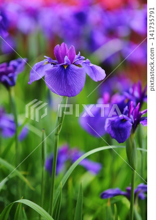 虹膜虹膜在Suigetsu公園 141735791