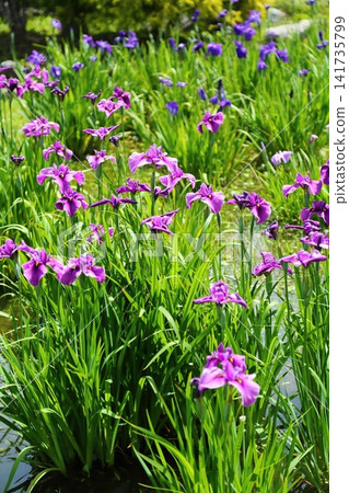 虹膜虹膜在Suigetsu公園 141735799