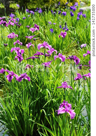 虹膜虹膜在Suigetsu公園 虹膜虹膜在Suigetsu公園 141735800