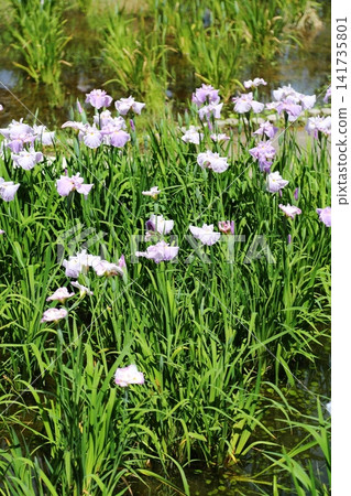虹膜虹膜在Suigetsu公園 虹膜虹膜在Suigetsu公園 141735801