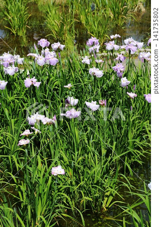 虹膜虹膜在Suigetsu公園 虹膜虹膜在Suigetsu公園 141735802