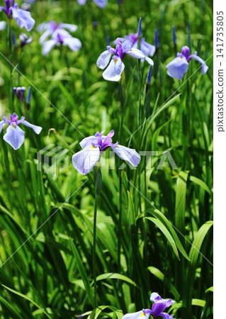 虹膜虹膜在Suigetsu公園 虹膜虹膜在Suigetsu公園 141735805