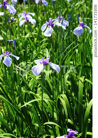 虹膜虹膜在Suigetsu公園 虹膜虹膜在Suigetsu公園 141735806