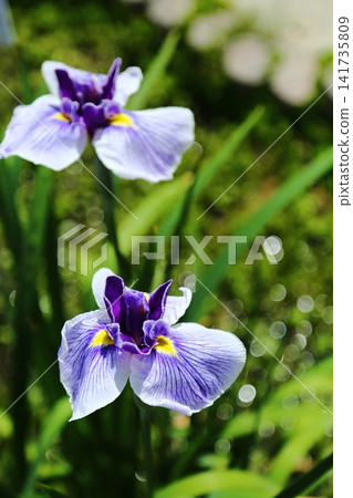 Iris iris in Suigetsu park Iris iris in Suigetsu park 141735809
