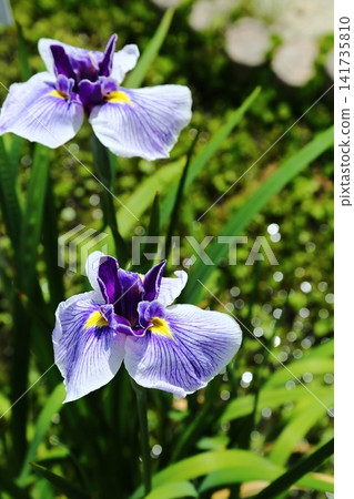 Iris iris in Suigetsu park Iris iris in Suigetsu park 141735810