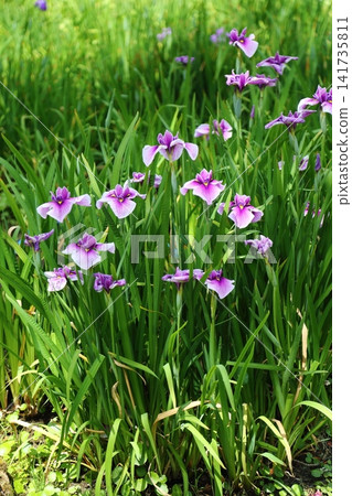 虹膜虹膜在Suigetsu公園 虹膜虹膜在Suigetsu公園 141735811