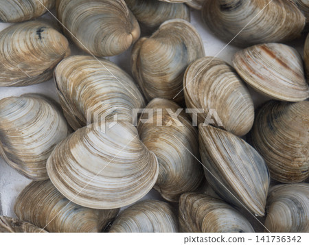 硬殼蛤蜊浸泡在水中 硬殼蛤蜊浸泡在水中 141736342